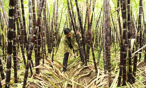 Khánh Hòa chủ động hỗ trợ nông dân tiêu thụ nông, thủy sản chính vụ thu hoạch