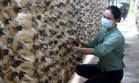 Quảng Nam khẳng định thương hiệu từ nông sản sạch