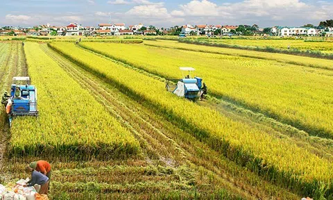 Chuẩn bị nguồn nông sản cho tiêu dùng và xuất khẩu những tháng cuối năm