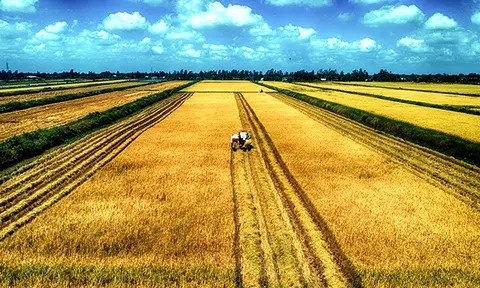 Bạc Liêu hỗ trợ nông dân xuống giống lúa vụ Thu Đông