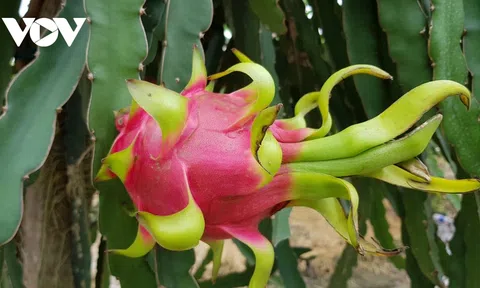 Bình Thuận mở rộng thị trường, tạo đầu ra ổn định cho trái thanh long