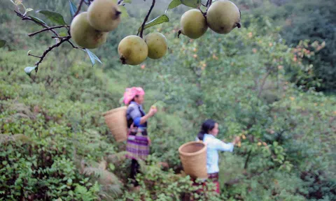 Quả sơn tra ở Mường La khó tiêu thụ do dịch COVID-19