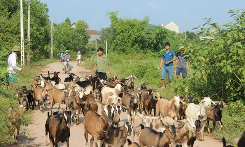 Người chăn nuôi dè dặt tái đàn vụ cuối năm