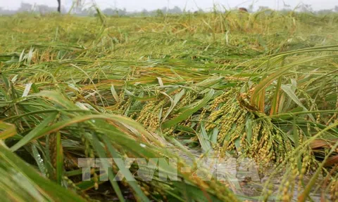 Thái Bình có trên 9.300 ha lúa và hoa màu bị ảnh hưởng do bão số 7