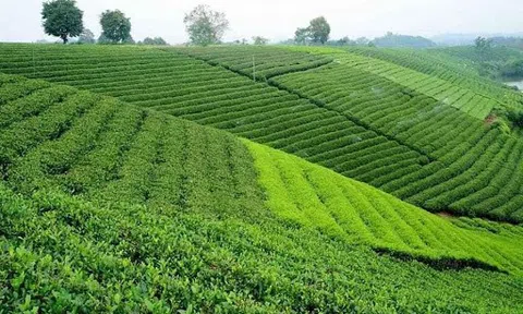 Thái Nguyên phát triển cây chè và các sản phẩm nông nghiệp thế mạnh