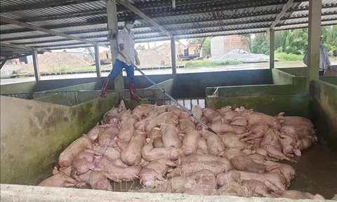 Sóc Trăng kịp thời tiêu hủy lợn nhiễm dịch tả châu Phi